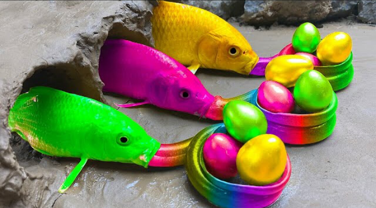 The Goldfish Formation Colorful Fish Rainbow Eel | Stop Motion Animation Rainbow Mahi Mahi Fish