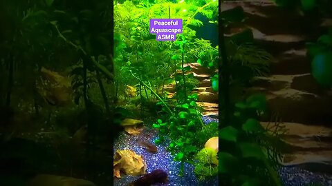 🐟😍Peaceful aquascape ASMR💜🎧 #shortsfeed