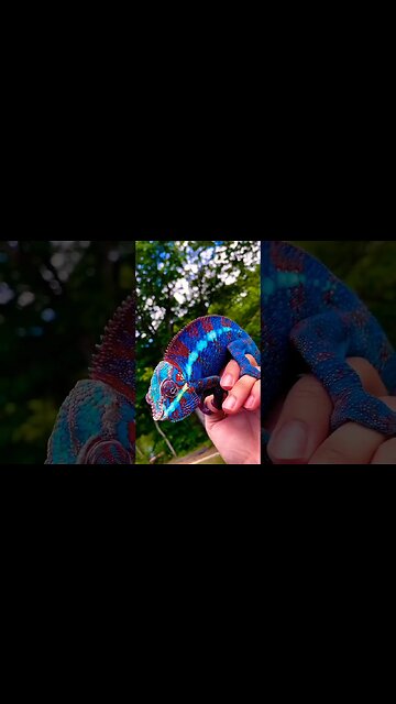 Desert chameleons even change color when they need to warm up or cool down 🦎 #shorts #foryou #viral