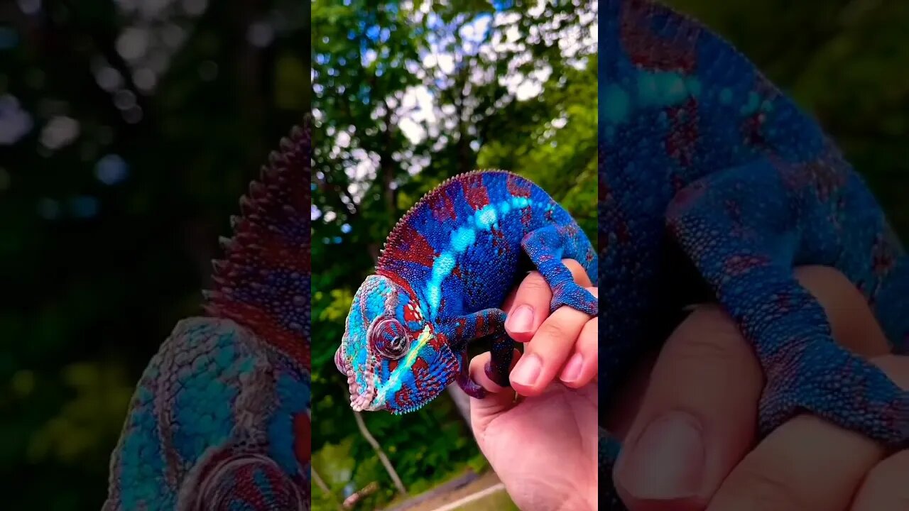 Desert chameleons even change color when they need to warm up or cool down 🦎 #shorts #foryou #viral