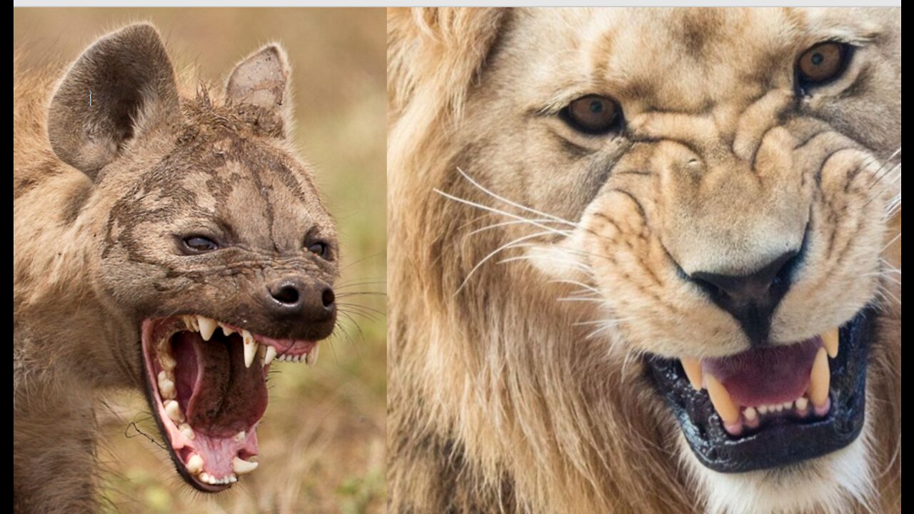 Lions tear off hyenas mercilessly