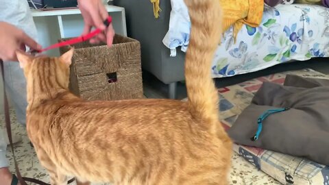 Watch What Happens When I Grab Leash Collar [Cat Thinks He’s A Dog] 🐶