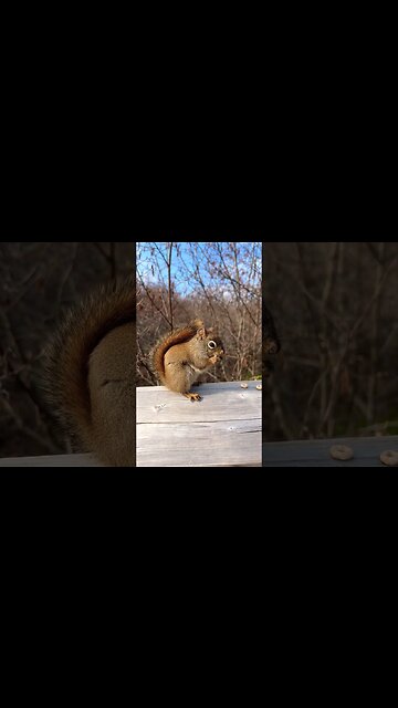 Sneaking Up Close to a Squirrel Eating