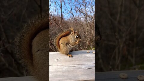 Sneaking Up Close to a Squirrel Eating