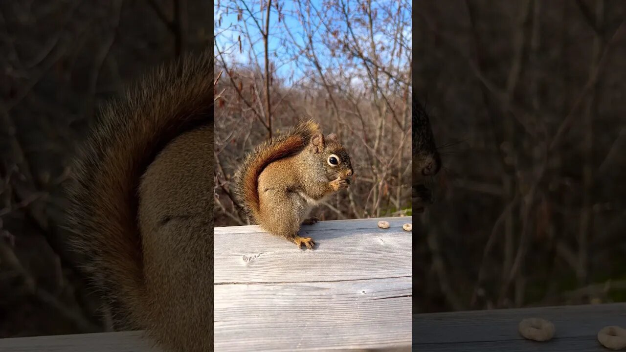 Sneaking Up Close to a Squirrel Eating