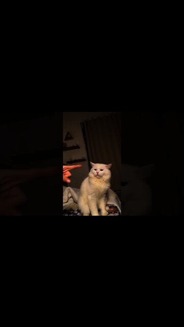 Kucing Cute Tidak Mahu Di Pegang