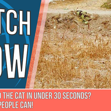 Cat Hides Masterfully In An Optical Illusion