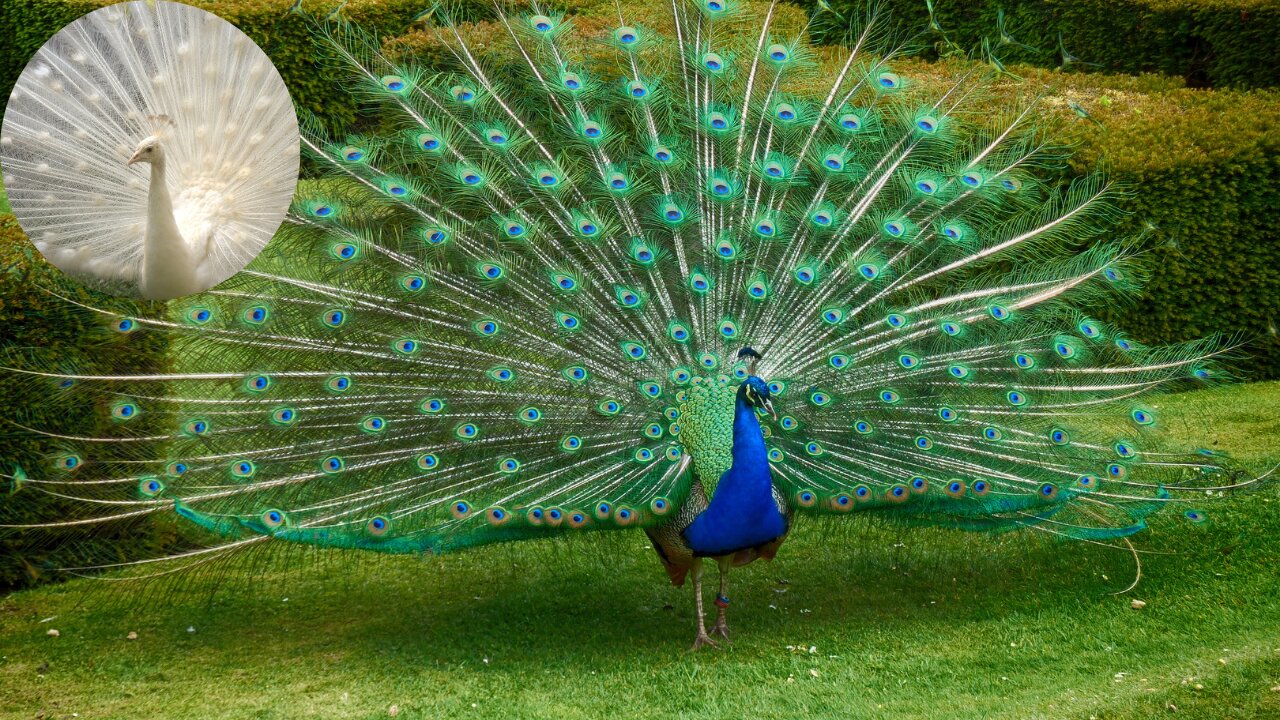 beautiful peacock