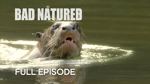 Rare Otter Encounter Takes Shocking Turn | Bad Natured | BBC Earth