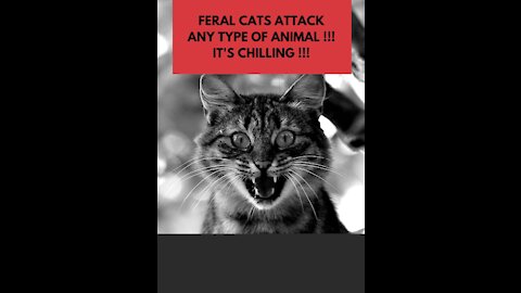 Feral Cats attack any type of animal !!! It's chilling 2021