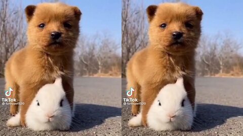 Cute dogs - Ep 02