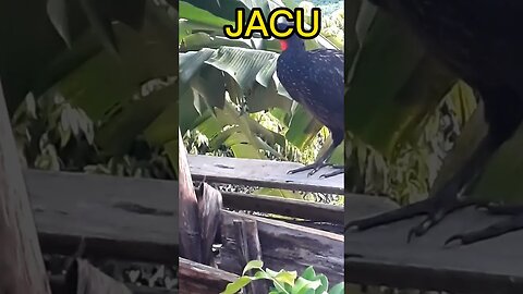 Jacu em busca de comida Jacuaçu