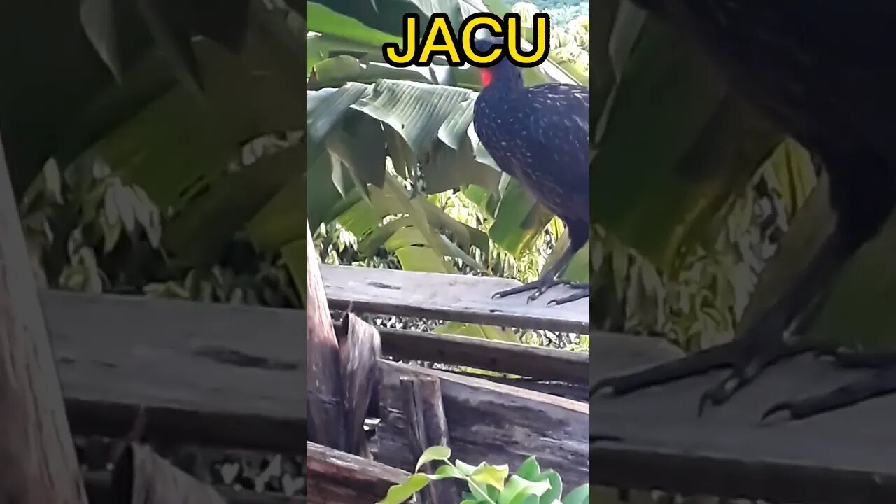 Jacu em busca de comida Jacuaçu
