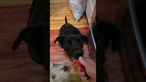 Do dogs like watermelon 🍉 #dog