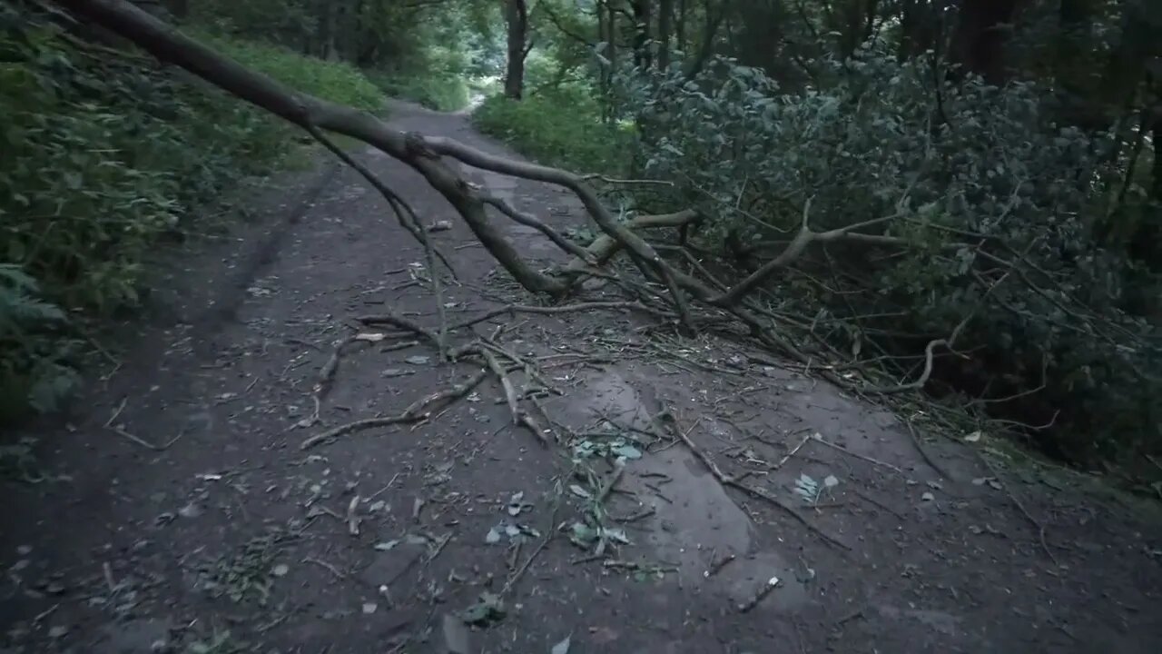 Another morning walk