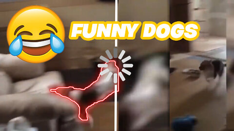 Funny Dogs (Dogs are going so Crazy) 😂😂🤣