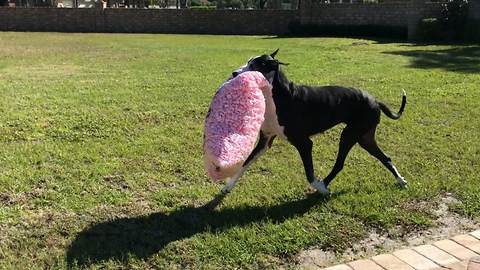 Amazing Great Dane Carries Huge Package of Peanuts