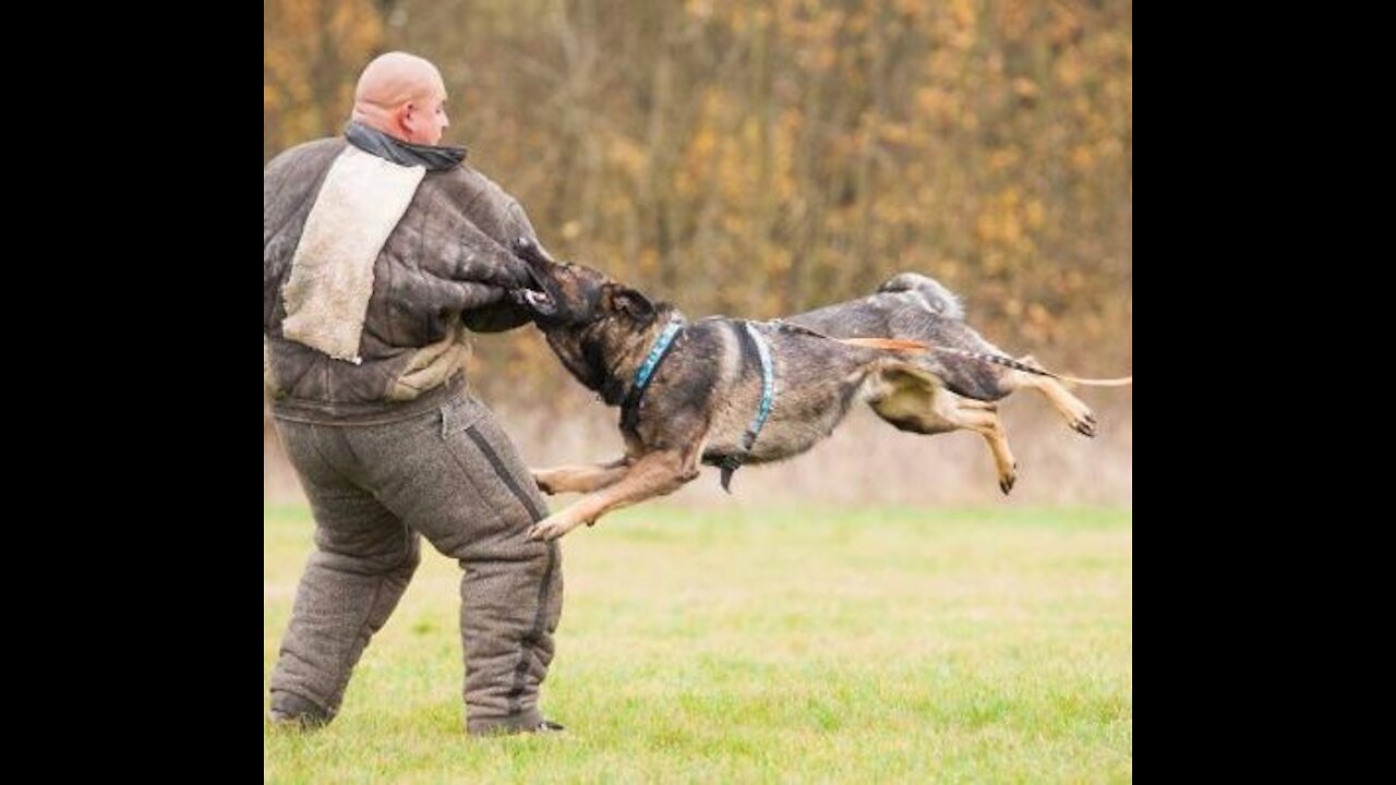 Agressive dogs😡😡, andangry dog😡😡 , cours how to controll your dogs