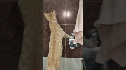 Funny Golden Billi #cat #short #toilet #funnycat