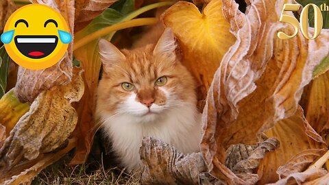 New Animal Funny Video😂 - Best Cats😹 and Dogs🐶 Videos 2023 #50