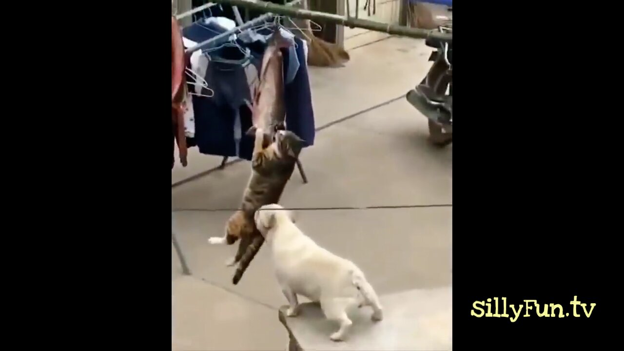 The funniest cat video of the week 😹 - Don't try not to laugh 1 🤣 | sillyFun.tv