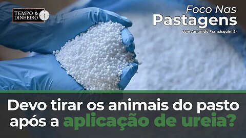 Devo tirar os animais do pasto após a aplicação de ureia? Foco nas Pastagens responde.