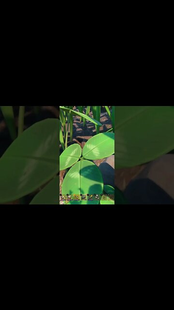 I'm a Parkour Master #grounded #short