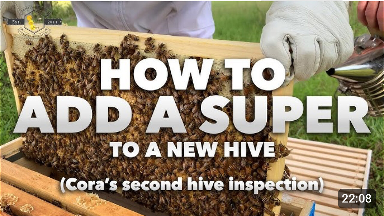 Cora's Bees - How to Add a Super to a New Hive | Inspection #2 [Beginner Beekeeper Tutorial]