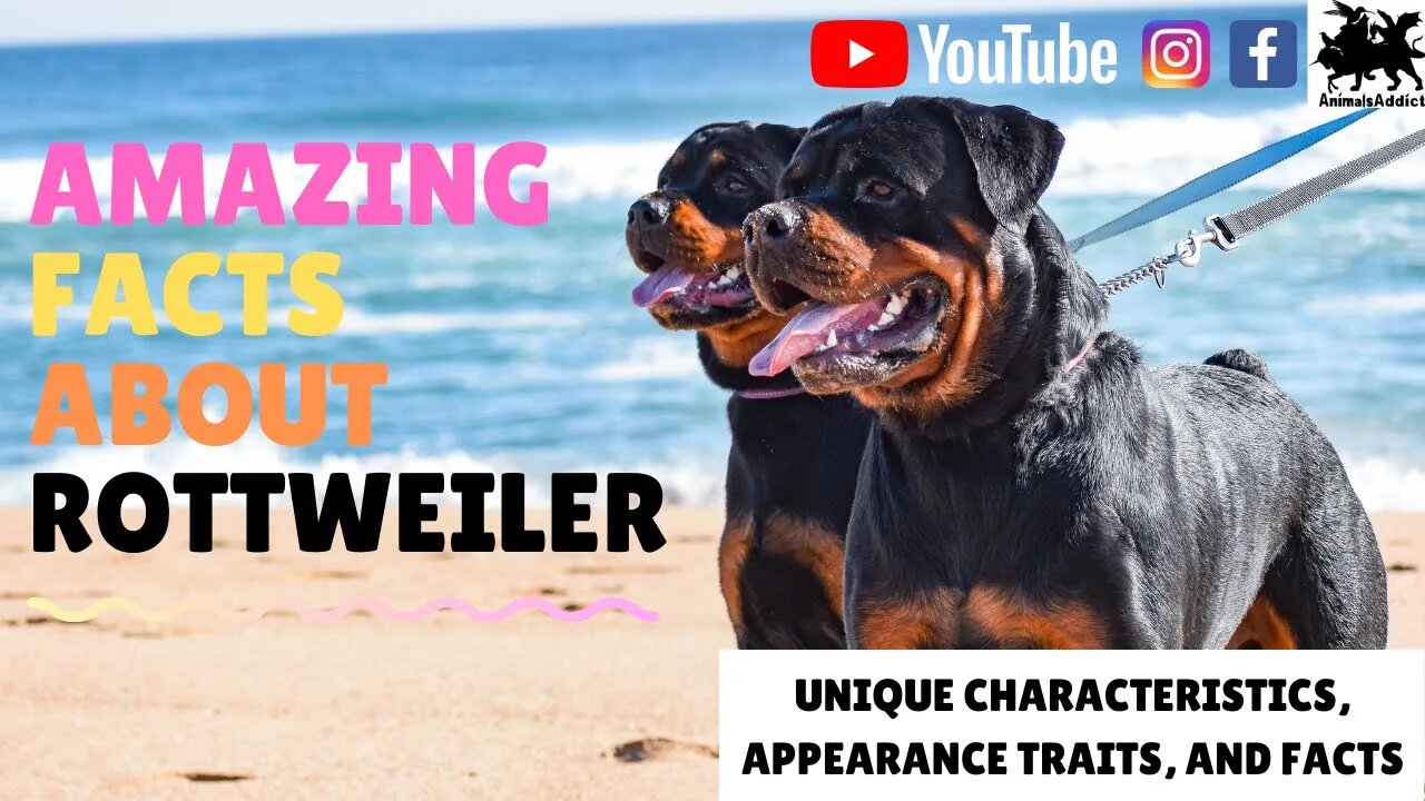 Amazing Facts About Rottweiler | Interesting Rottweiler Facts, Traits & Appearance | Animals Addict