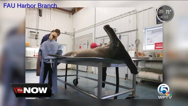 Outrage over hammerhead sharks being mistreated