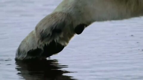 Crocodile is King Swamp! Two Male Lion Protect Yourself From Crocodile In River-3