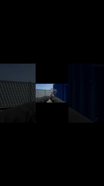 peeling caps back in #groundbranch #likesharesubscribe