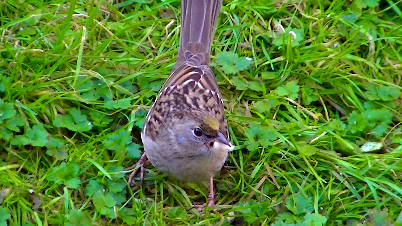 IECV NV #742 - 👀 Adult Yellow Phase Male House Finch 1-4-2019