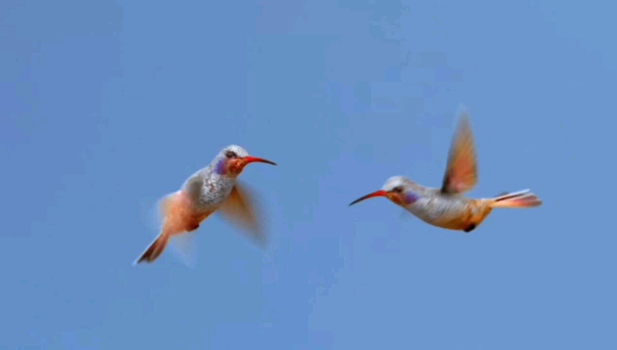 Cutest Hummingbirds Flying Together