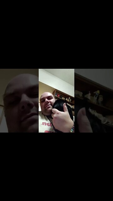 is kitty fluffy and fat? #shortsvideo #shortsfeed #youtubeshorts #cat #catvideos