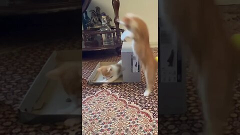 Funny moment of my kittens