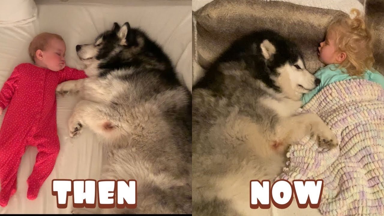 1 Year of Love! This Dog ( Alaskan Malamute ) Never Leaves Her Side (Cutest Ever!!)