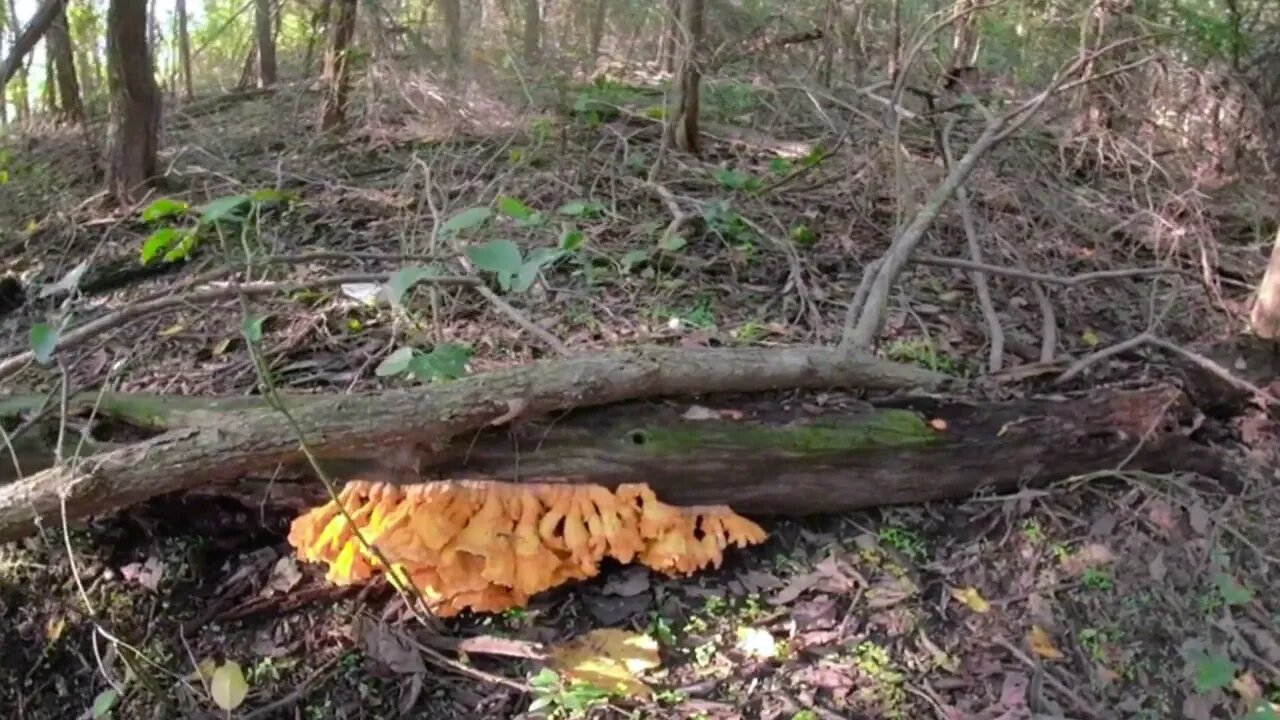 Hunting and Cooking Chicken of the Woods Mushrooms