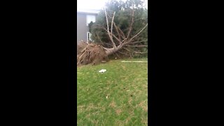 40ft trees uprooted by wind!!