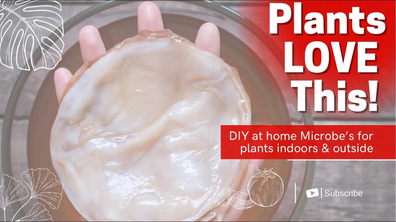 Watering Plants With Kombucha Scoby?! Homemade Microbes For Your Soil. Composting Kombucha Scoby.