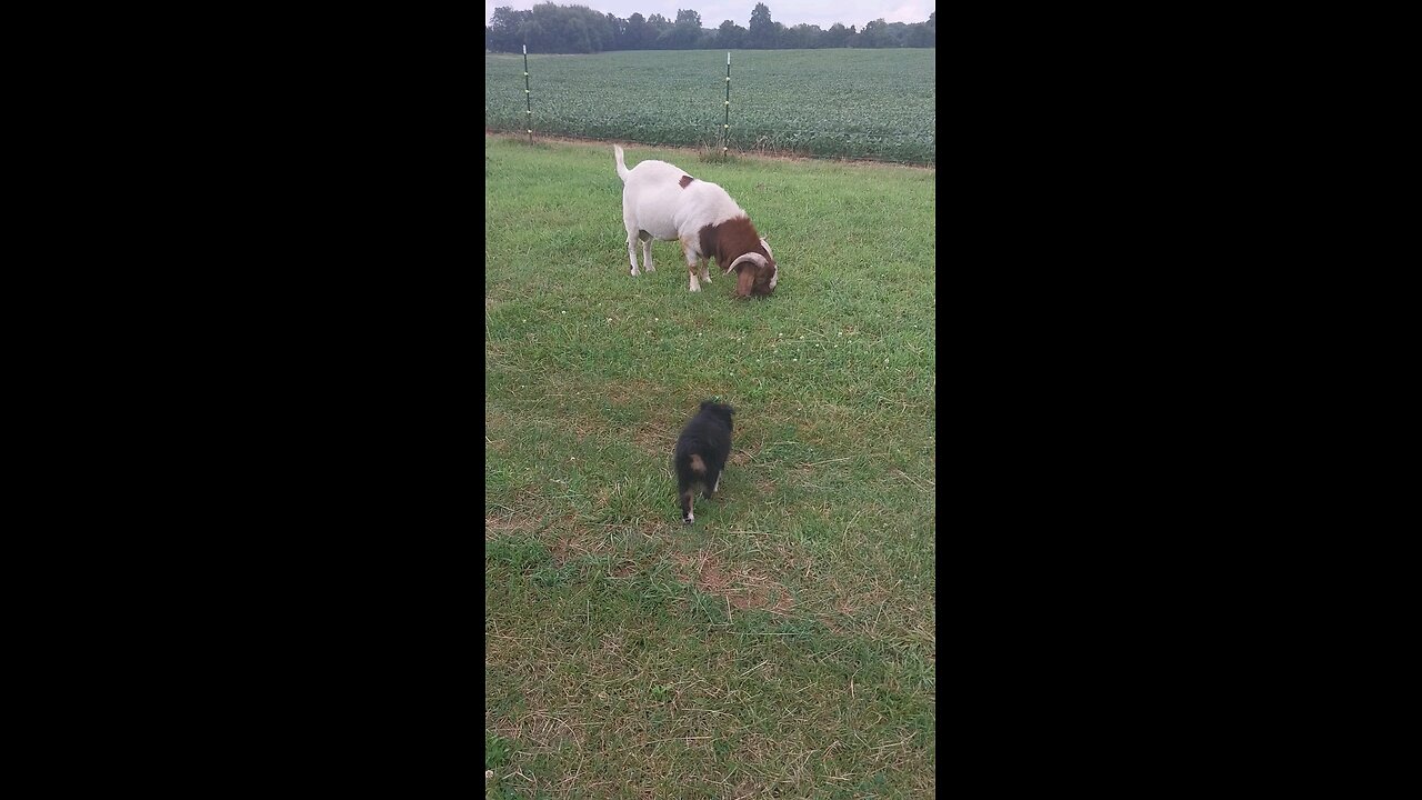 Goats and Australian shepherd puppies