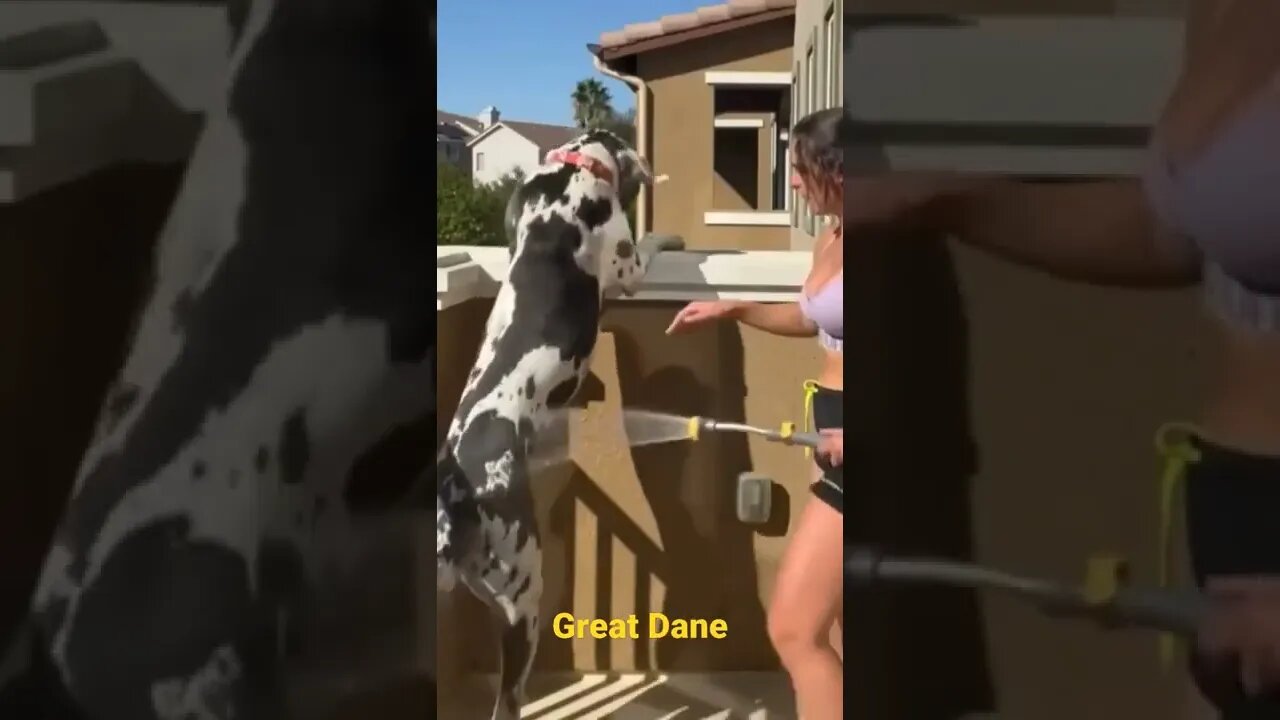 great dane dog||Dog bath by women||great dane dog breed#dogs#catsanimals#shorts