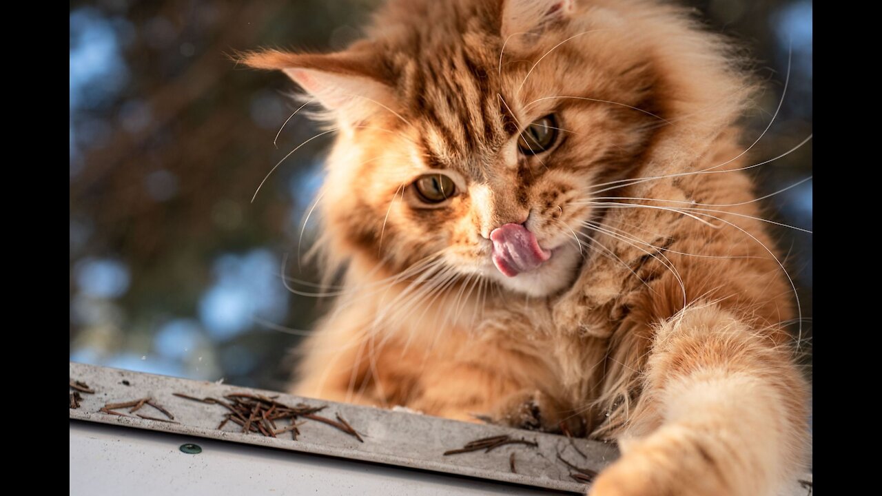 Lightning Speed, Cat Catches Prey