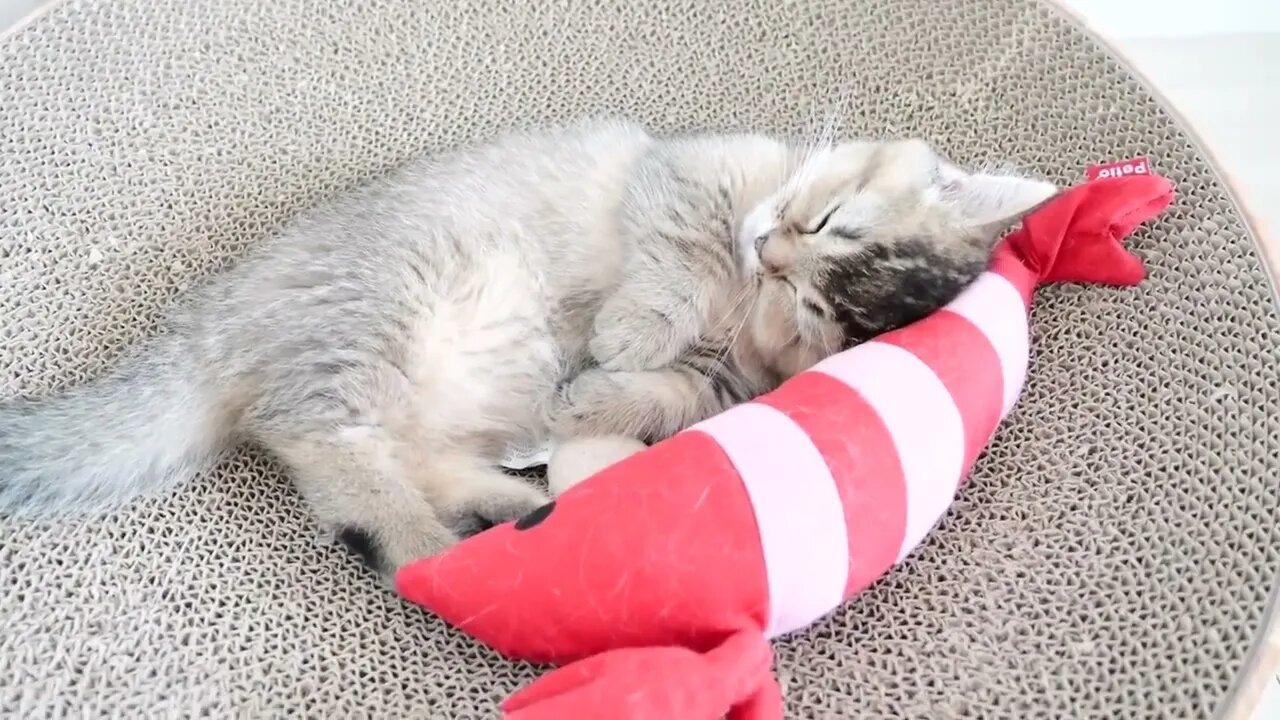 Kitten Kiki's reaction was too cute when I invited her to play with my new toy