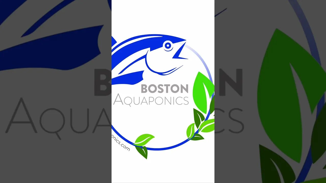 #bostonaquaponics #aquaponics microgreens quick #shorts