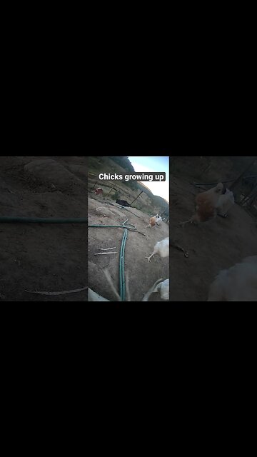 Farm surveillance. Free range chicks growing up