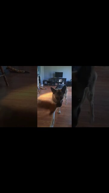 When Maple Walks Through (You Better Get Out The Way) #shorts #shepsky #walkthrough