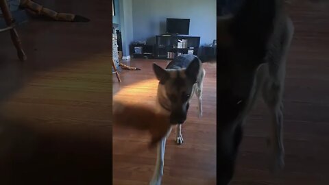 When Maple Walks Through (You Better Get Out The Way) #shorts #shepsky #walkthrough