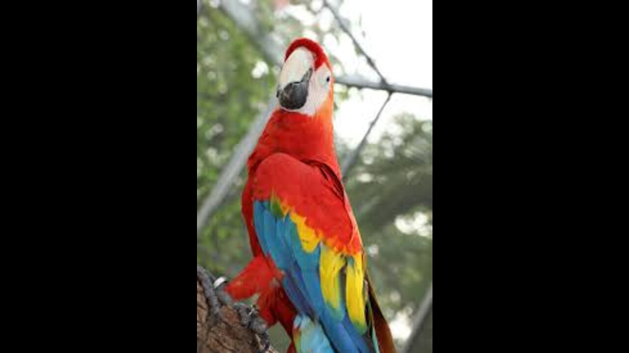 Cute And Funny Parrots Video || Beautiful Birds