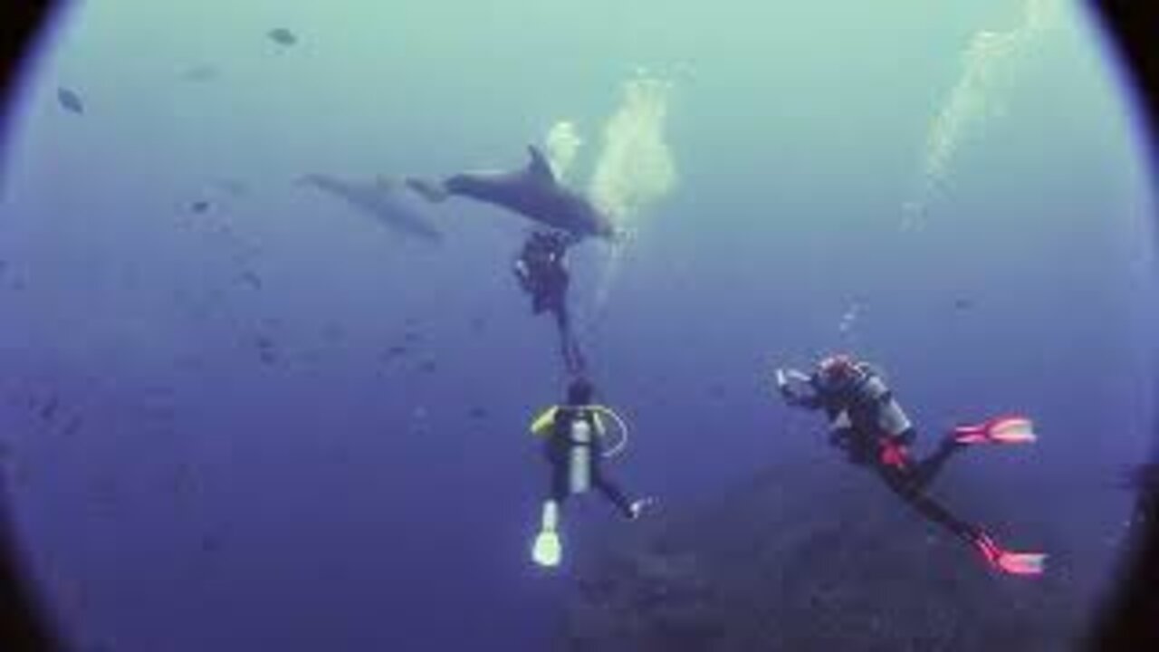 Wild Dolphins want tummy scratched by scuba divers!